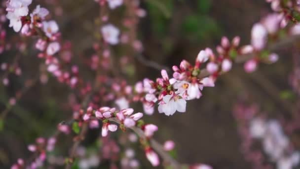 Cherry blossom branches close up. blooming pink and white flowers from buds on the twigs of a fruit tree in spring — Wideo stockowe