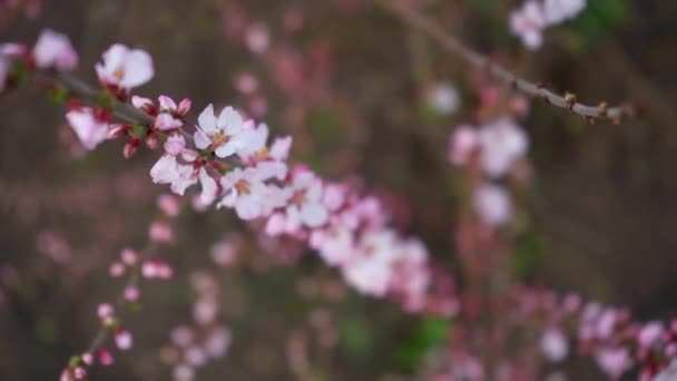 Cherry blossom branches close up. blooming pink and white flowers from buds on the twigs of a fruit tree in spring — Video