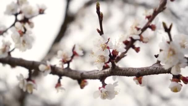 4K開花白地にアプリコットの花をクローズアップ。開花果実木の詳細。春に葉のない裸の枝。3月の庭 — ストック動画