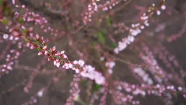 Cherry blossom branches close up. blooming pink and white flowers from buds on the twigs of a fruit tree in spring — Wideo stockowe