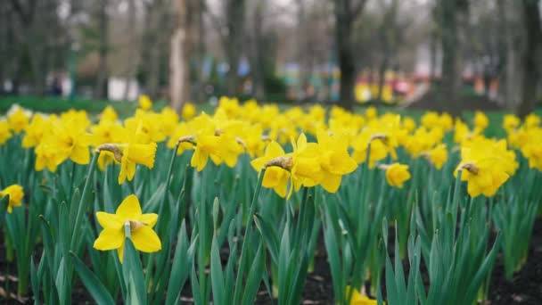 Hustě zasazené žluté narcisy rostou v parku na rozmazaném pozadí. jarní velikonoční rostliny — Stock video