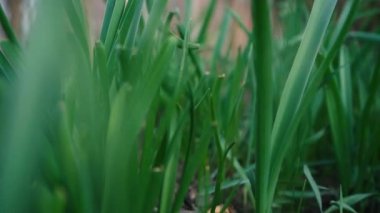 Yeşil çimenler kapanıyor. İlkbaharda yerde makro dünya. büyüyen bitki konsepti
