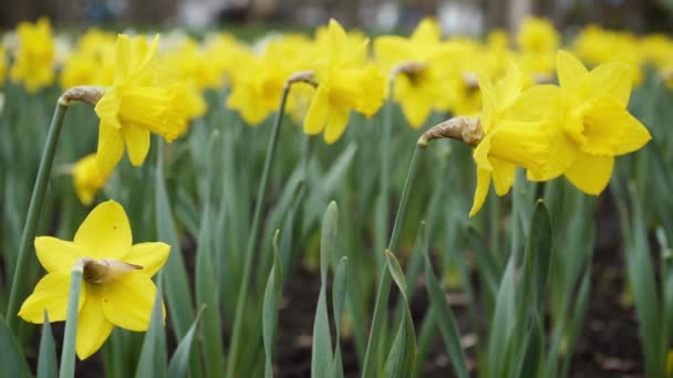 Densely planted yellow daffodil flowers grow in a park against a blurred background. spring easter plants — Stock video