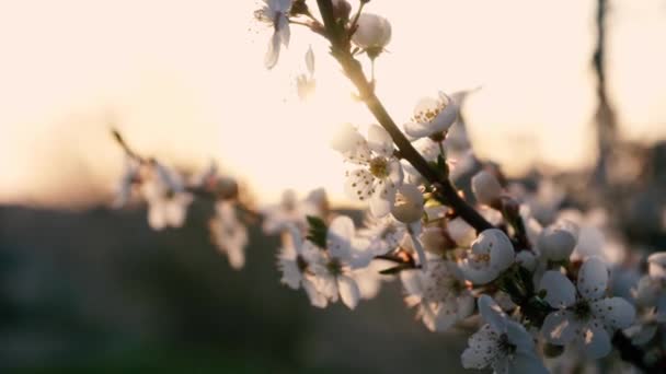 Branches of blossoming white plum close up. spring flowering fruit trees. dense flowering — Wideo stockowe