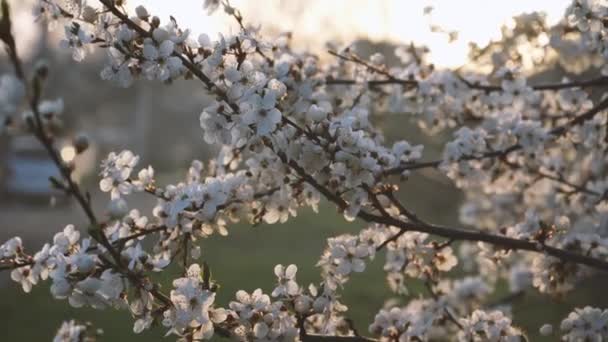 Branches of blossoming white plum close up. spring flowering fruit trees. dense flowering — 비디오