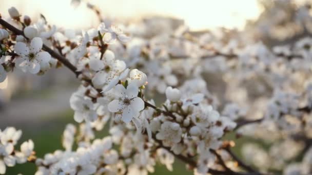 Branches of blossoming white plum close up. spring flowering fruit trees. dense flowering — Stok video