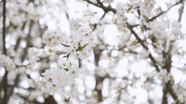 Branches of blossoming white plum close up. spring flowering fruit trees. dense flowering — Wideo stockowe