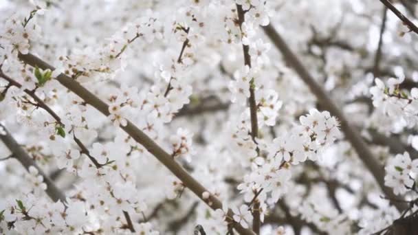 Gałęzie kwitnącej białej śliwki blisko. wiosenne drzewa owocowe. gęste kwitnienie — Wideo stockowe