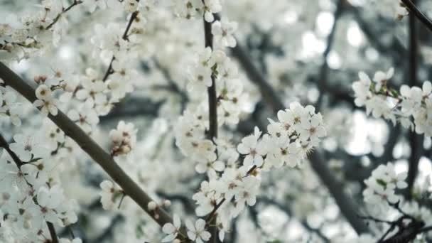 Os ramos da ameixa branca florescente fecham. Primavera árvores frutíferas floridas. floração densa — Vídeo de Stock