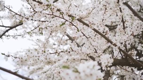 Branches of blossoming white plum close up. spring flowering fruit trees. dense flowering — Vídeo de stock