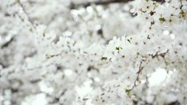 Branches of blossoming white plum close up. spring flowering fruit trees. dense flowering — Video