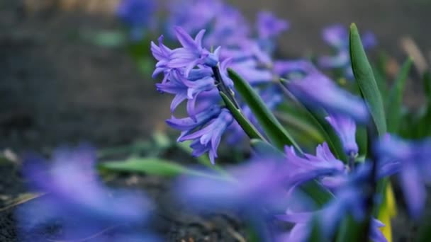 Flowerbed of Fragrant violet hyacinths flowers on stem surrounded by green leaves under bright spring sunlight zoom out closeup. Concept springtime garden — Stock video