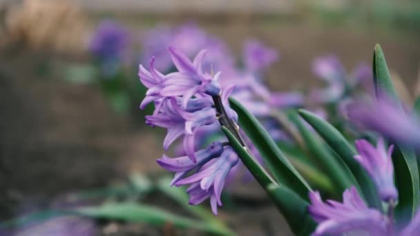 Virágágyás illatos ibolyaszín jácintvirágok szárán körül zöld levelek alatt fényes tavaszi napfény kicsinyíteni közelről. Fogalom tavaszi kert — Stock videók