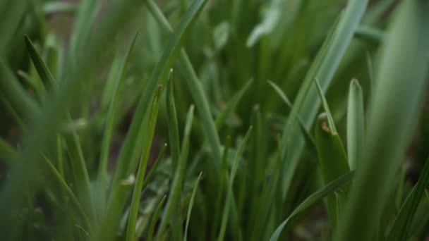 초록빛 잔디가 가까워요. 봄에 땅 위에 매크로 세계. 식물의 성장 개념 — 비디오