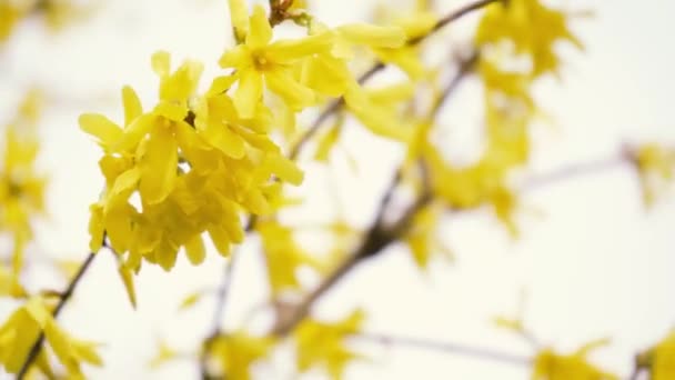 Větve kvetoucího dřeva se kolébají na pozadí jarní oblohy zblízka. kvetoucí ovocný keř — Stock video