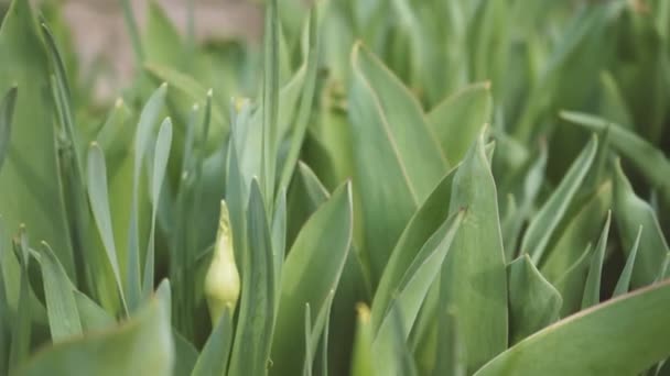 Bloembed van jonge ongeblazen tulpen close-up. Jonge planten in vruchtbare grond buiten op lentedag, close-up — Stockvideo