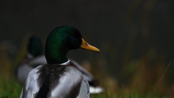 Green-headed drake on the water. wild birds in natural habitat. gray mallard dives into the water close-up — Stok video