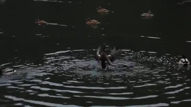 근접 사진, 수컷 야생 오리 가 물 속에서 다이빙하는 모습 - 오염 된 강 강둑 근처의 먹이를 찾는 모습. — 비디오