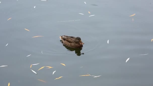 A duck floats on the water. wild birds in natural habitat. gray mallard — Stockvideo