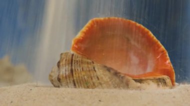 white yellow sea sand pours on a seashell close-up. Sunny coast of the sea and ocean. Symbol of rest and vacations in the resort