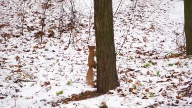 Kızıl sincap kışın yiyecek aramak için karla kaplı topraklarda koşar. Doğal ortamdaki kürklü hayvan. Şehir parkında kemirgen