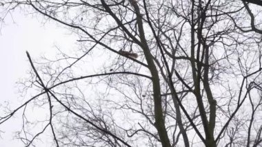 Kızıl sincap kışın yiyecek aramak için karla kaplı topraklarda koşar. Doğal ortamdaki kürklü hayvan. Şehir parkında kemirgen