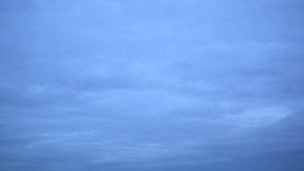 A large flock of birds flies in the sky. a group of crows migrate together — Wideo stockowe