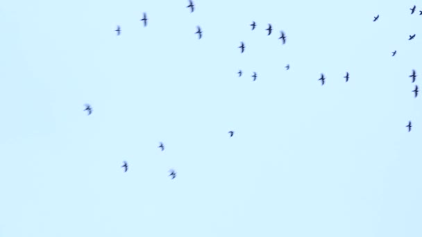 A large flock of birds flies in the sky. a group of crows migrate together — Video