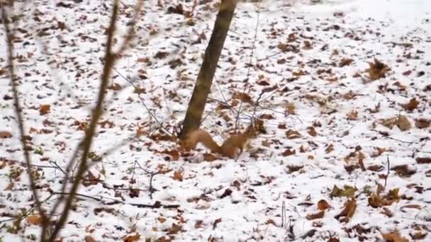 Rode eekhoorn loopt in de winter op besneeuwde grond op zoek naar voedsel. pelsdieren in een natuurlijke habitat. Knaagdier in stadspark — Stockvideo