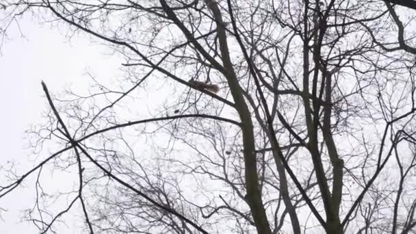 Red squirrel runs on snow-covered ground in winter in search of food. fur animal in natural habitat. Rodent in city park — Video