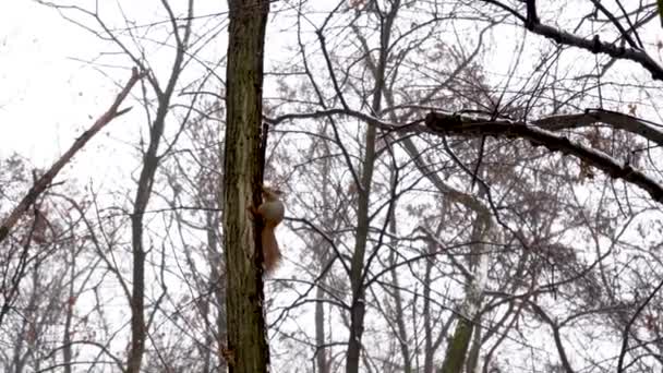 Red squirrel runs on snow-covered ground in winter in search of food. fur animal in natural habitat. Rodent in city park — Stock video