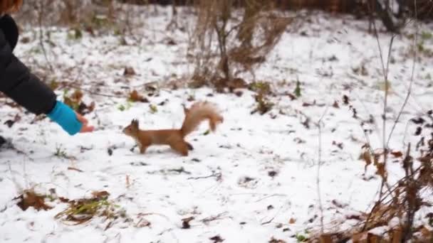 Ardilla roja corre en terreno cubierto de nieve en invierno en busca de comida. animal peletero en hábitat natural. Roedor en parque de la ciudad — Vídeos de Stock