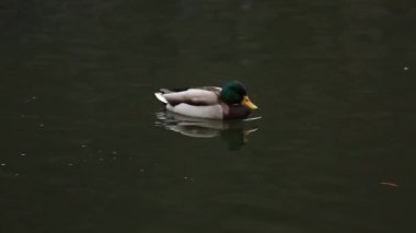 Suda yeşil başlı drake. Doğal ortamdaki vahşi kuşlar. gri yaban ördeği