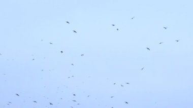 Büyük bir kuş sürüsü gökyüzünde uçuyor. Bir grup karga birlikte göç ediyor.