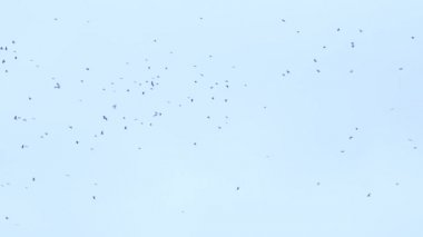 Büyük bir kuş sürüsü gökyüzünde uçuyor. Bir grup karga birlikte göç ediyor.