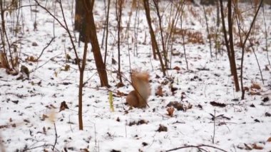 Kızıl sincap kışın yiyecek aramak için karla kaplı topraklarda koşar. Doğal ortamdaki kürklü hayvan. Şehir parkında kemirgen