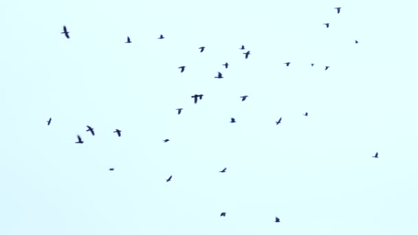 Велика зграя птахів летить на небі. група ворон мігрує разом — стокове відео