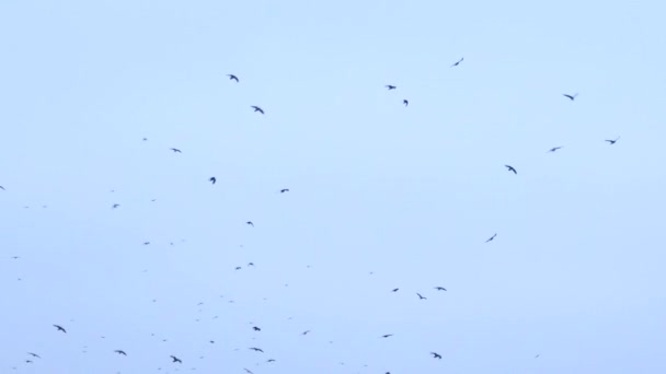 En stor flock fåglar flyger upp i skyn. en grupp kråkor migrerar tillsammans — Stockvideo
