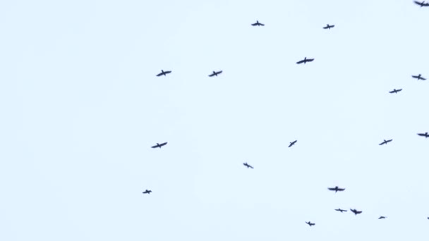 A large flock of birds flies in the sky. a group of crows migrate together — Vídeo de Stock