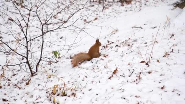 Κόκκινος σκίουρος τρέχει σε χιόνι καλυμμένο έδαφος το χειμώνα σε αναζήτηση τροφής. γουνοφόρα ζώα σε φυσικό περιβάλλον. Τρωκτικό στο πάρκο της πόλης — Αρχείο Βίντεο