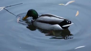 Suda yeşil başlı drake. Doğal ortamdaki vahşi kuşlar. Gri yaban ördeği suya dalıyor. Yakın plan.