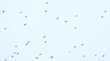 a large flock of birds flies in the sky. a group of crows migrate together