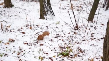 Kızıl sincap kışın yiyecek aramak için karla kaplı topraklarda koşar. Doğal ortamdaki kürklü hayvan. Şehir parkında kemirgen