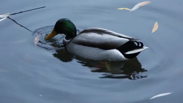 Green-headed drake on the water. wild birds in natural habitat. gray mallard dives into the water close-up — Vídeo de Stock
