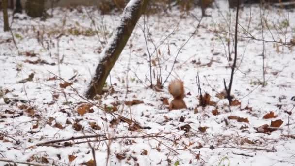 Ardilla roja corre en terreno cubierto de nieve en invierno en busca de comida. animal peletero en hábitat natural. Roedor en parque de la ciudad — Vídeo de stock