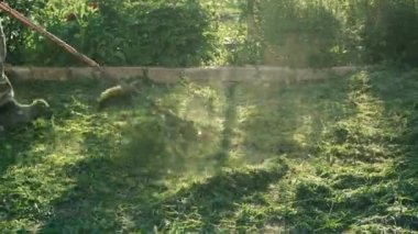 İşçi bir manuel gaz çim biçme makinesiyle çimleri biçer. Yabani otları temizliyorum. Bahçıvanın otlarından toprağı temizliyorum..