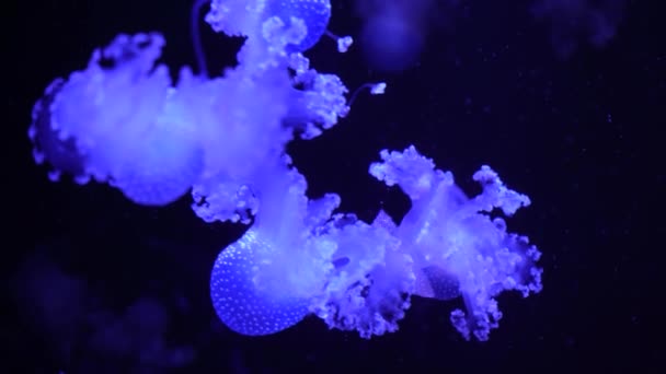 Video Koleksiyonu Deniz Okyanus Denizanaları Suda Yakından Yüzerler Aydınlatma Karanlıkta — Stok video