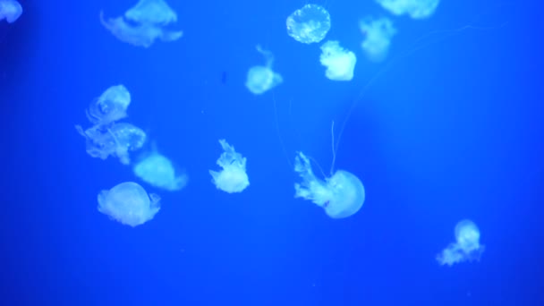 Sbírka Videí Mořské Oceánské Medúzy Plavou Vodě Zblízka Osvětlení Bioluminiscence — Stock video