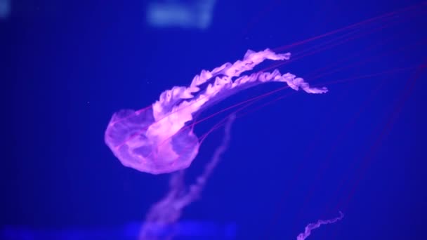 Coleção Vídeos Medusas Mar Oceano Nadam Close Água Iluminação Bioluminescência — Vídeo de Stock