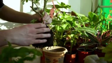 Tencerede bir bahçe bitkisiyle ilgilenmek. Evde bahçıvanlık. Çiçek yetiştirme, ekme ve süs bitkileri. Bahçıvan, saksıdaki bitkiyi nakil için çıkarır..